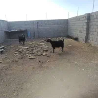 دوتابز