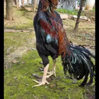 شامو