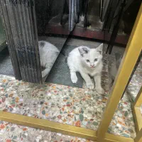 بچه گربه