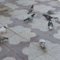 پرنده