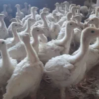 جوجه بوقلمون ۲ ماهه برنز امریکایی سینه پهن