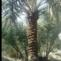 فروش انواع نخل پاجوش و نهال مرکبات کرمان