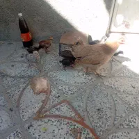 مرغ جوجه