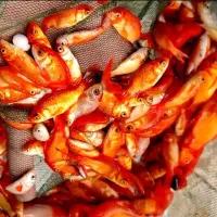 فروش عمده ماهی قرمز قیمت رقابتی