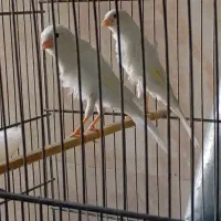 قناری نرقرص چندعدد به همراه قفس 3تومن