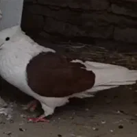 کفتر