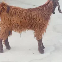 کهره نر،