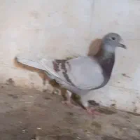 کبوتر