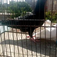 کفتر نرو ماده