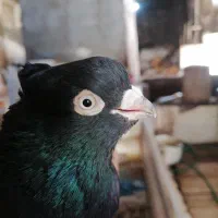 کبوتر