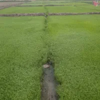 کندن بذر شالی