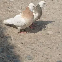 یه جفت طوقی نروماده خفت