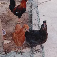 مرغ و خروس
