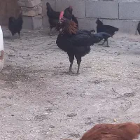 خروس