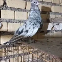 کبوتر سوسنگرد