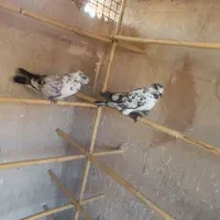 مایه کفتر حسابی بشرط