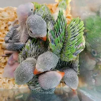 جوجه طوطی ملنگو