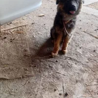 سگ ژرمن