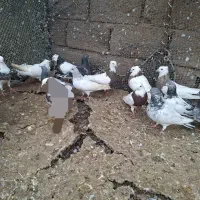 کبوتر