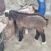 دوتا بره نر