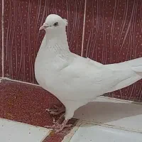 جفت کبوتر سفید اراکی
