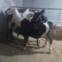گاو زایده