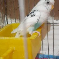 مرغ عشق|پرنده|کرمان, |دیوار