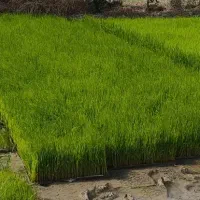 سبدی طارم هاشمی آماده نشا