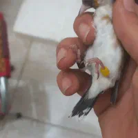 سهره قناری رسمی