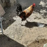 خروس گلین