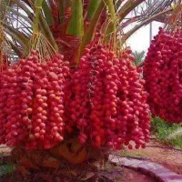 نیرو خرما ظرف کن می‌خوام