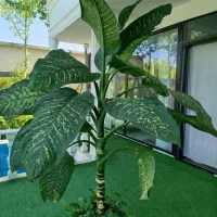 گیاه آپارتمانی دیفن باخیار وشفلرا