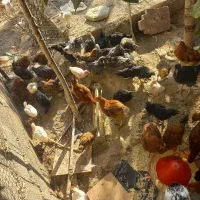 جوجه ۲ماه نیم