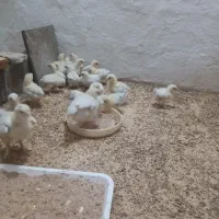 فروش ۱۰جوجه برهما لایت دو هفته ای در انزلی