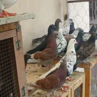 کفتر پرشی