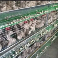 بلدرچین 60روزه تخم گذار