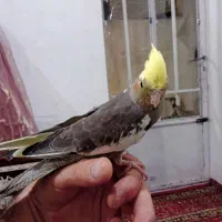 گمشده