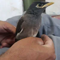 جوجه مینا