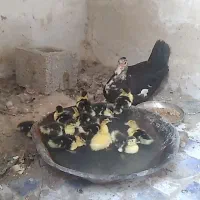 اردک روسی  باده تاجوجه