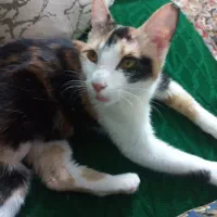 واگذاری  گربه ماده dsh عقیم شده رایگان