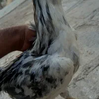 خروس گلین جوان