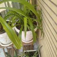 سوسن عنکبوتی و کاکتوس