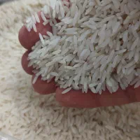 برنج طارم هاشمی نوج طبیعی ( راتون برداری )