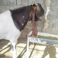 پازن کاموری ،پاکستانی
