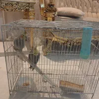 عروس هلندی