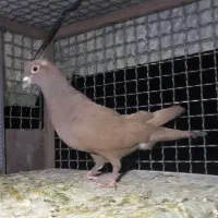 نرسرخ