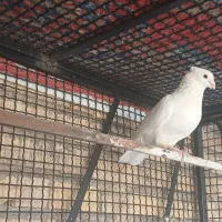 کفتر کبوتر