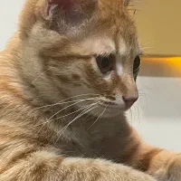 واگذاری گربه خانگی