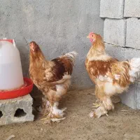 جوجه خروس برهما اصل