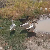 اردک|حیوانات مزرعه|کرمانشاه, |دیوار